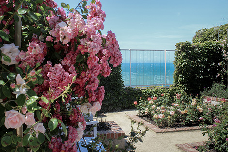 Roseraie Roseraie du jardin Christian Dior
