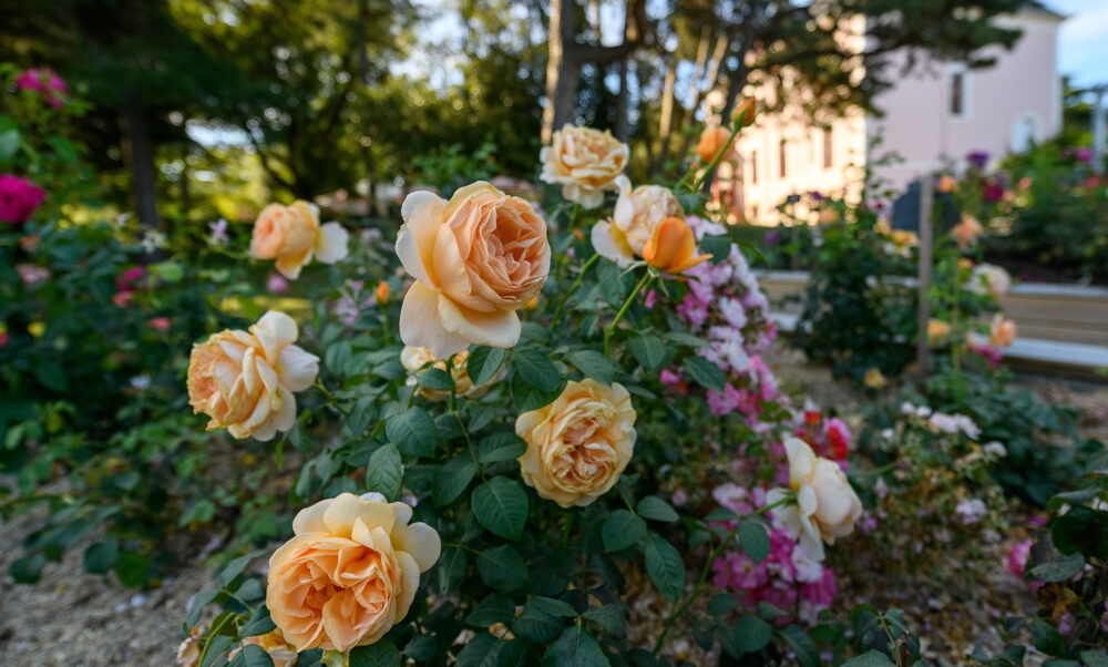 Roses au jardin Christian Dior